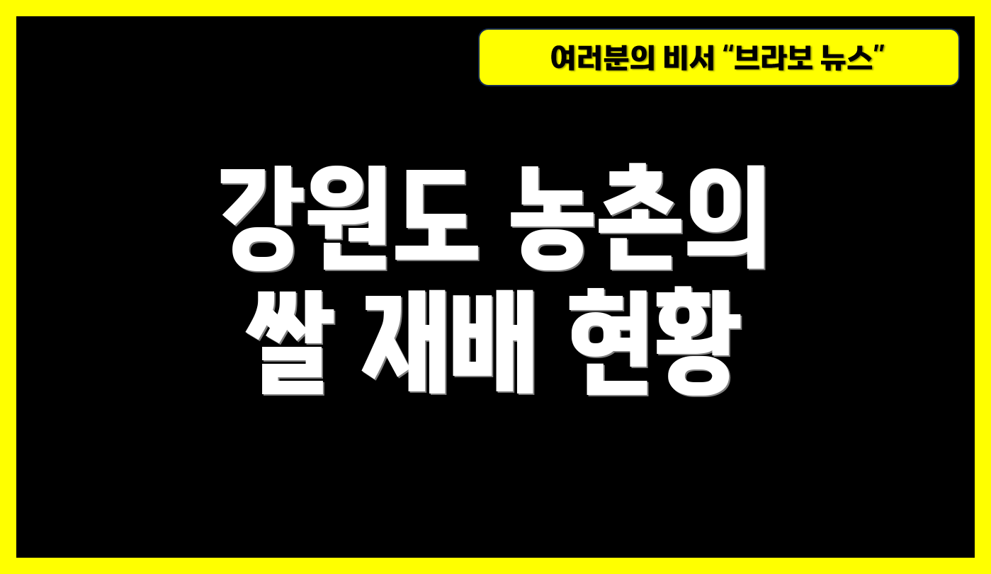 강원도 농촌의 쌀 재배 현황